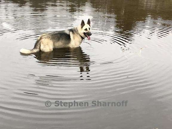 luna in pond graphic